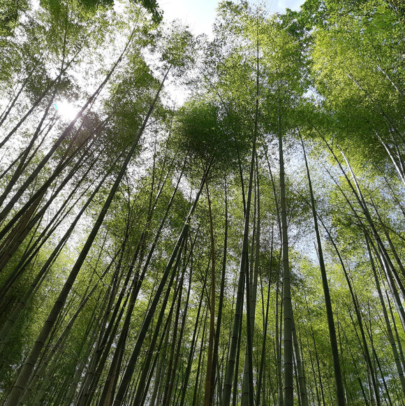 Extended pause for one more Saturday 16th of June.