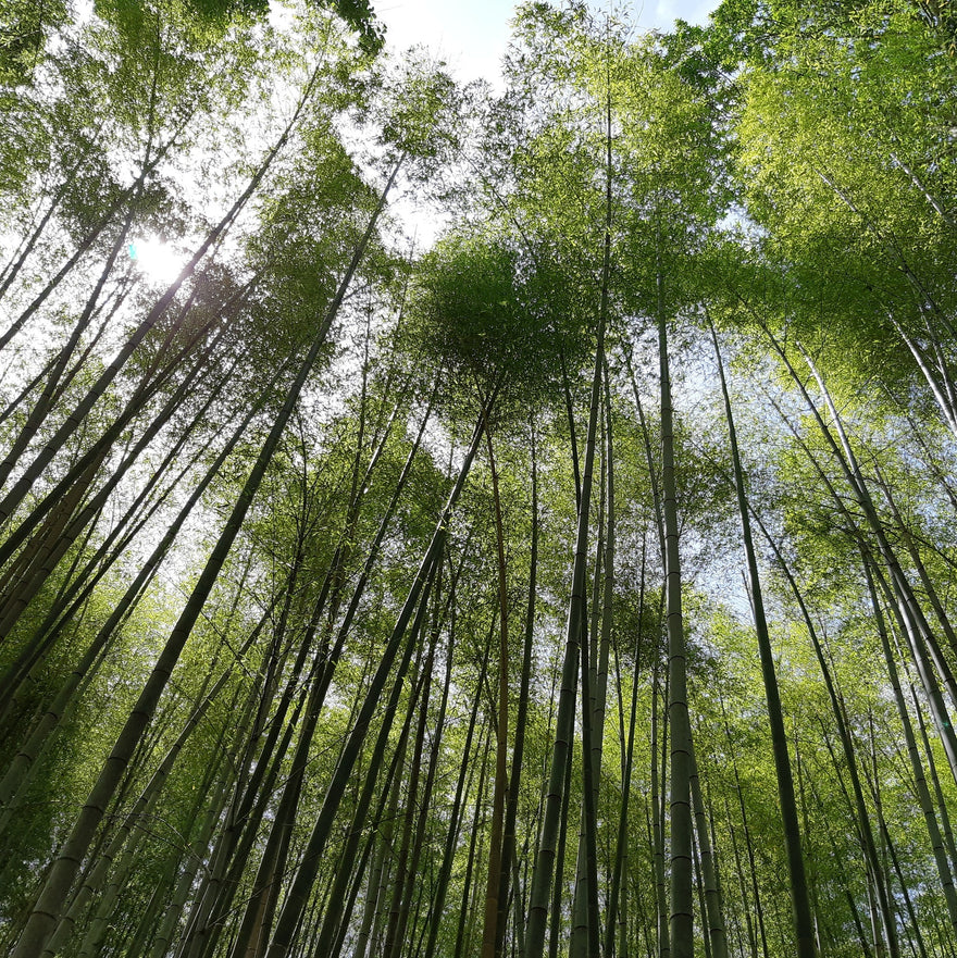 Extended pause for one more Saturday 16th of June.