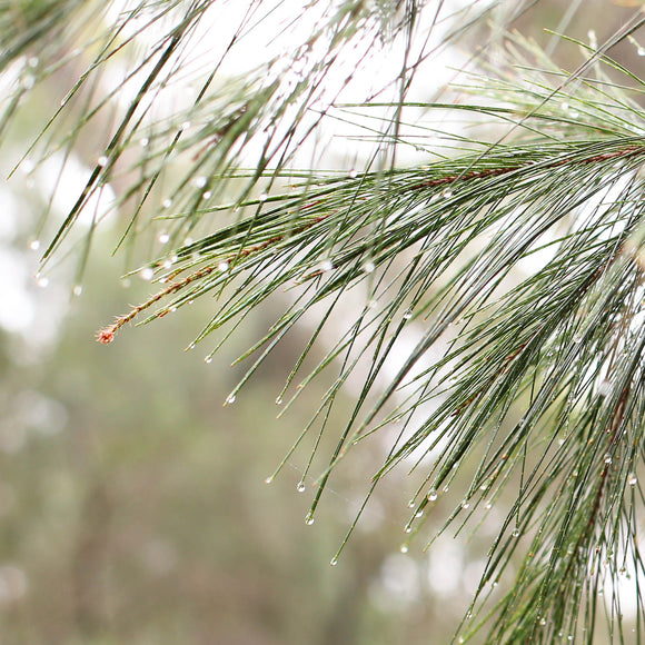 Happy New Year 2018!