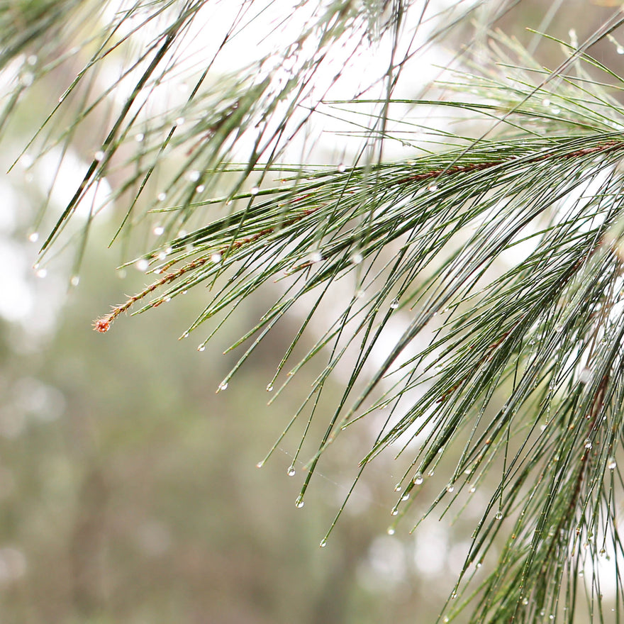 Happy New Year 2018!