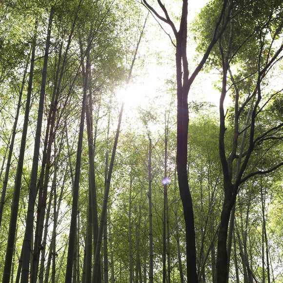 Happy New Year 2019!