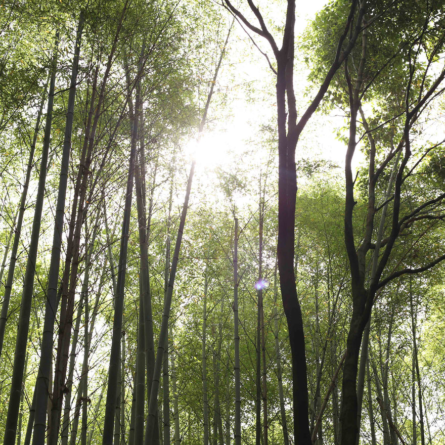 Happy New Year 2019!